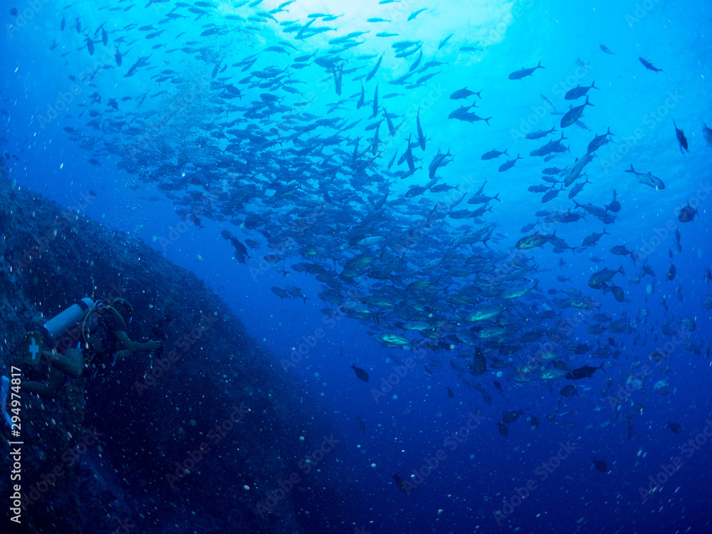 パラオ_ペリリュー_スキューバダイビング