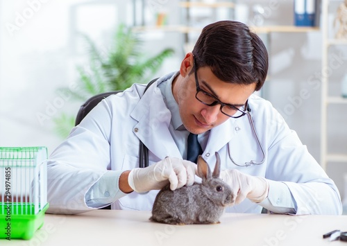 Fototapeta Naklejka Na Ścianę i Meble -  Vet doctor checking up rabbit in his clinic