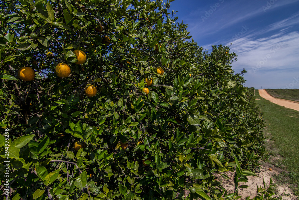 Florida orange groves