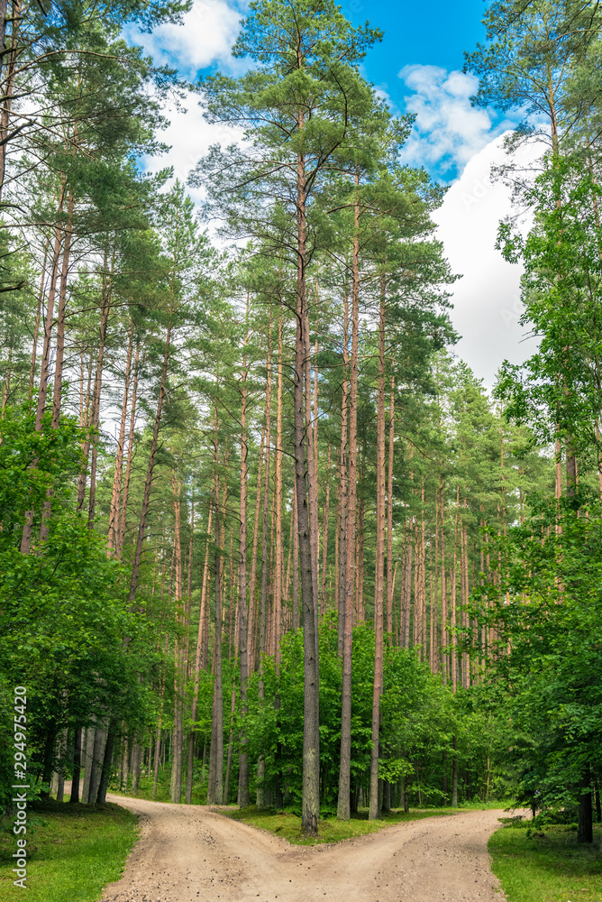 Obraz premium path in the forest