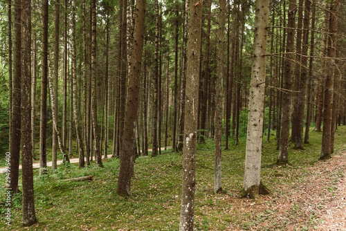 path in the forest