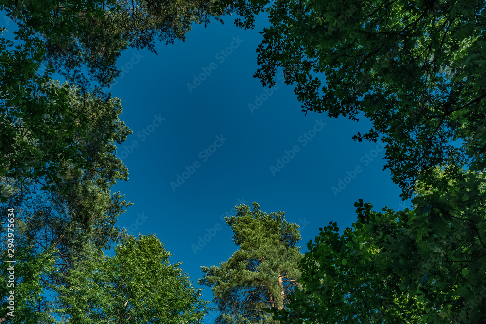 trees and blue sky