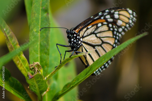 Monarch on  milkweed