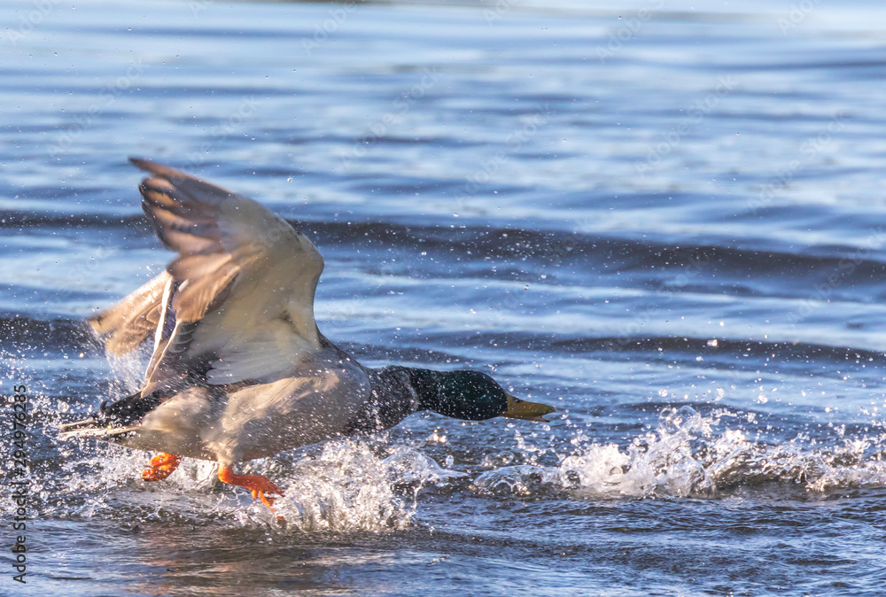 Obraz premium canada goose in the water splashing 