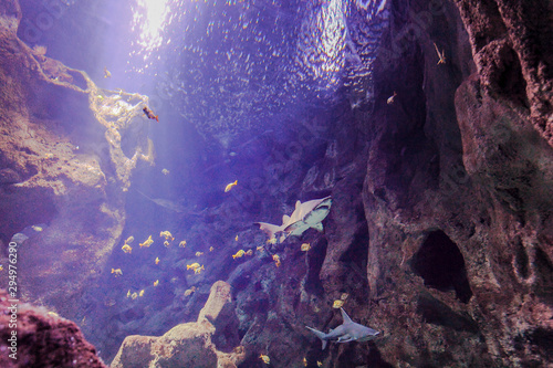 Promenade des requins photo