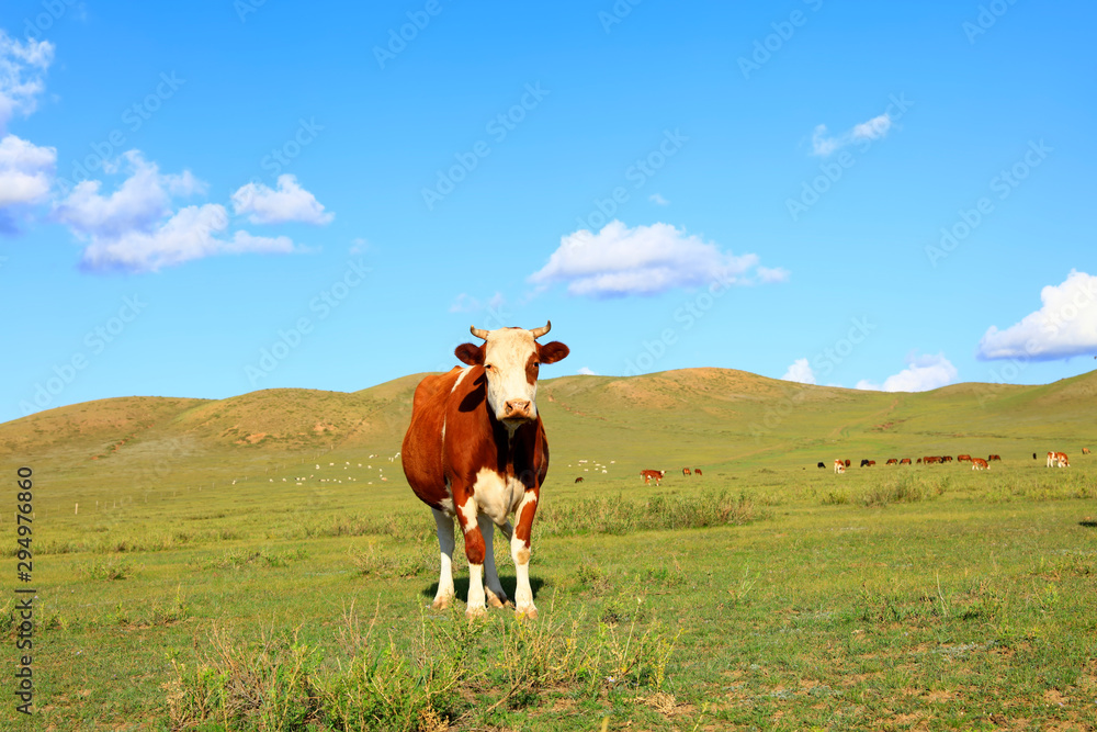A cow on the grassland