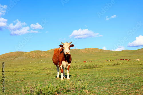 A cow on the grassland © zhengzaishanchu