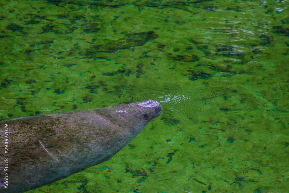 Fototapeta premium Manatee up for air