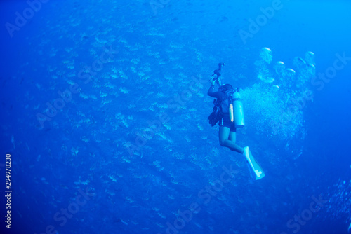 Wallpaper Mural パラオ_ペリリュー_スキューバダイビング Torontodigital.ca