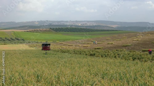 View of a harvesting machine collecting the montalban garlic. With a view of a town in the background photo
