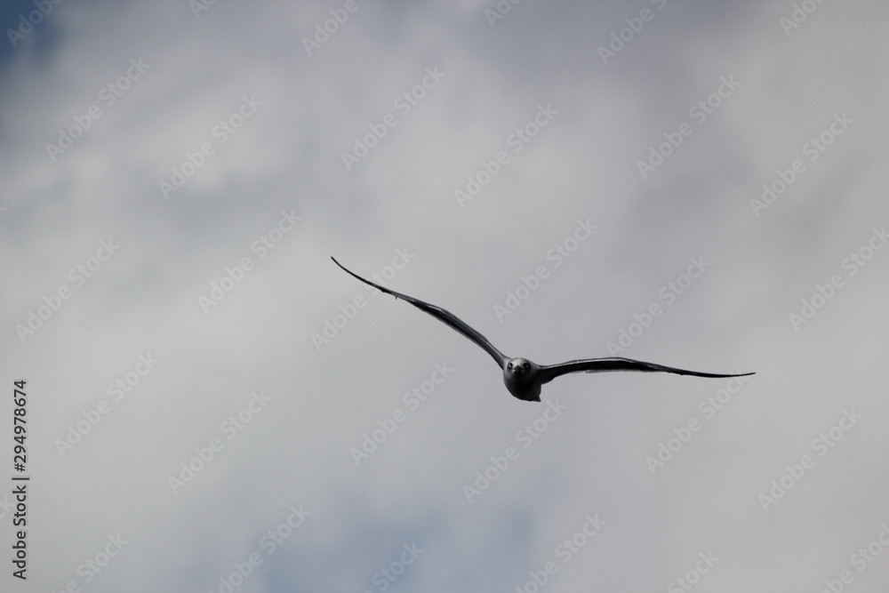 Obraz premium seagull in flight