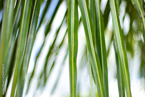 Folha de Palmera