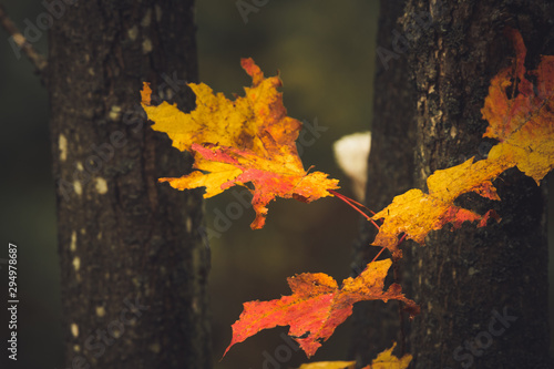 Ornage colored Maple leafs in the Fall