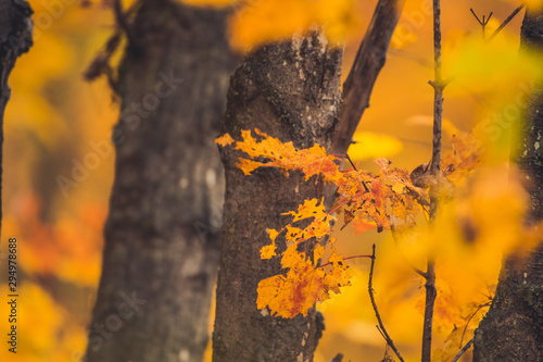 Ornage colored Maple leafs in the Fall