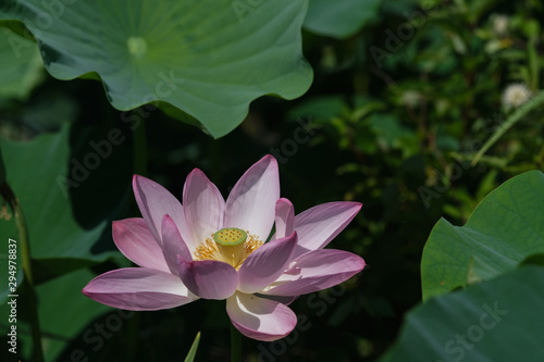 sacred lotus with in focus lili pads 3 2