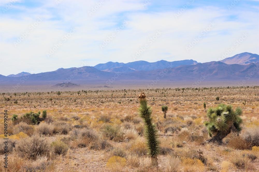 Lone Joshua Tree on a Mountainous Desert Landscape