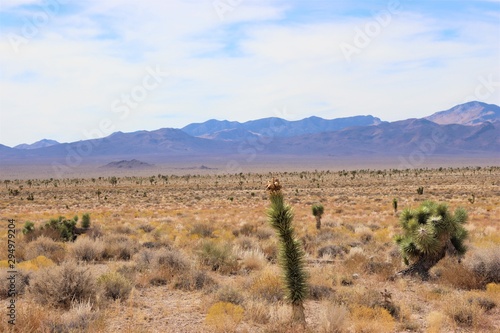 Lone Joshua Tree on a Mountainous Desert Landscape