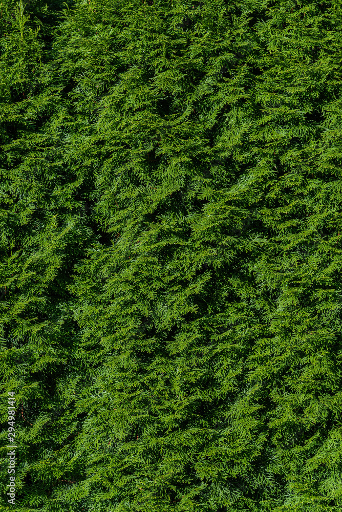 Nature background of arborvitae hedge, textures in green
