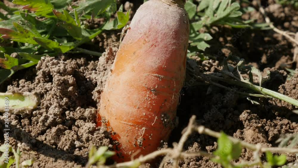 Organic carrots sticking out of the ground Organic carrots sticking out of the ground