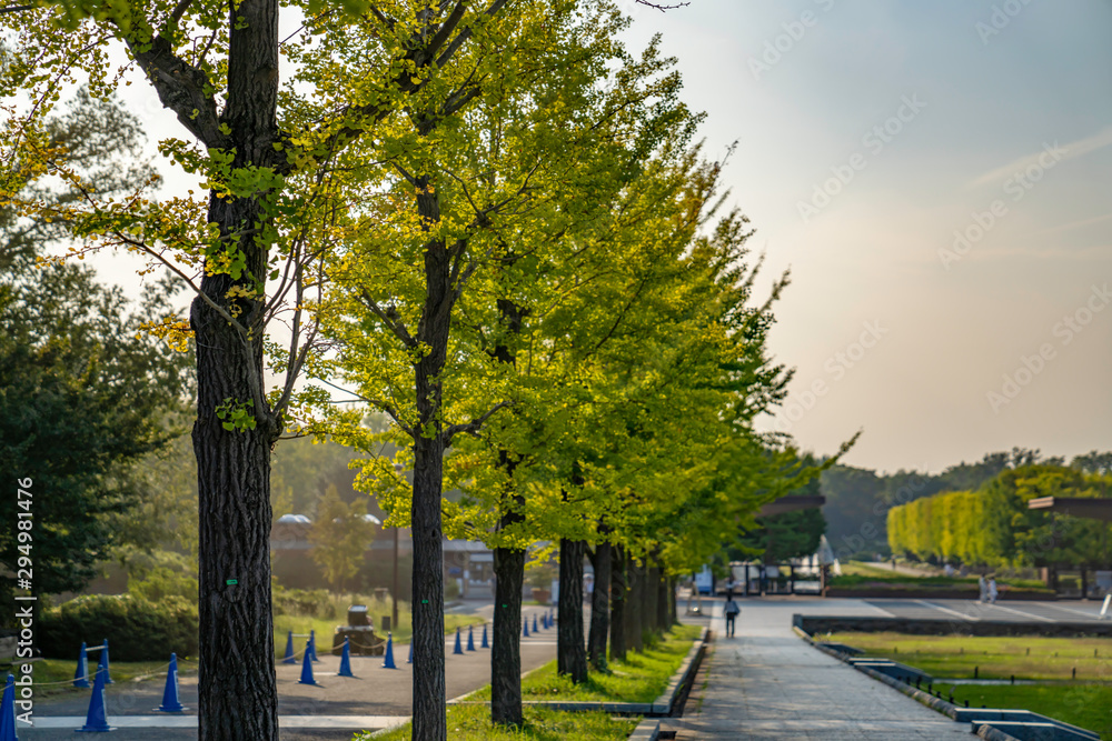 Obraz premium 公園のイチョウ並木