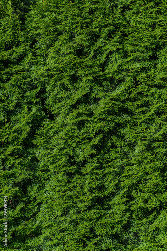 Nature background of arborvitae hedge, textures in green