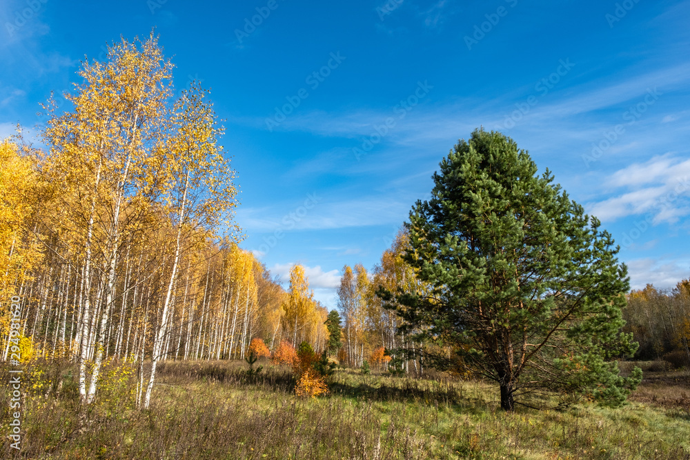 Tall white-birch birch trees with bright yellow leaves and a green branchy pine.