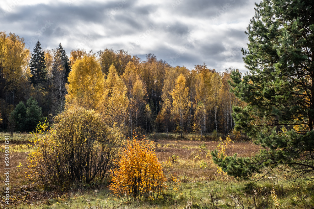 Autumn landscape with yellow leaves of birches and green spruces.