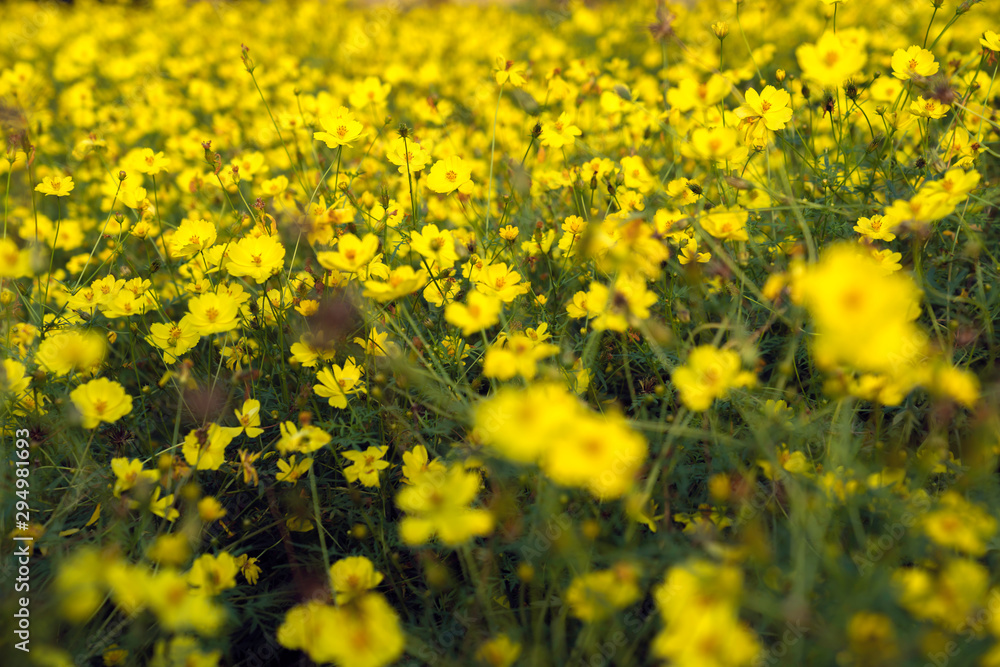 Obraz premium コスモス畑