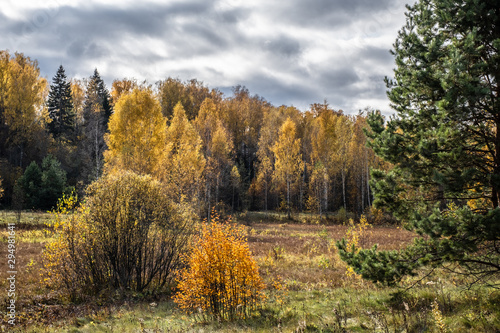 Fototapeta Naklejka Na Ścianę i Meble -  Autumn landscape with yellow leaves of birches and green spruces.