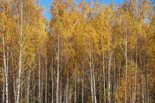 Background with yellow leaves of a birch grove and blue sky.