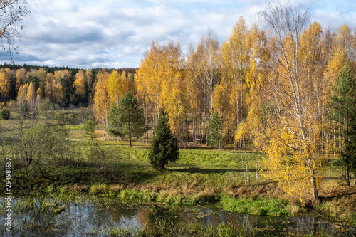 A small river and autumn forest with yellow leaves of birches.