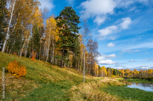 A small river and autumn forest with yellow leaves of birches.