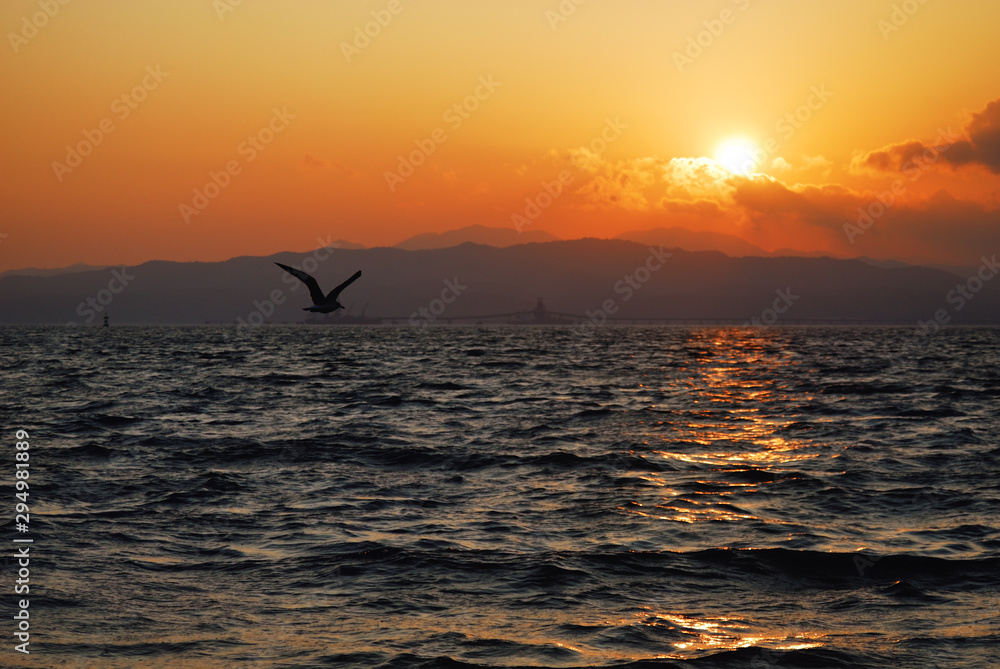 海鳥 海 夕暮れ 素材 海鳥 海 夕暮れ 素材
