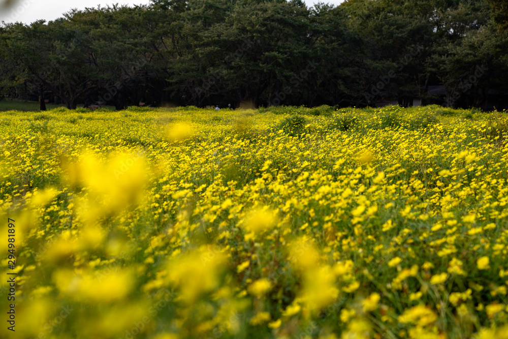 Fototapeta premium コスモス畑