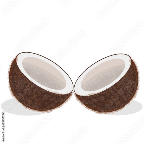 coconut illustration .Vector 