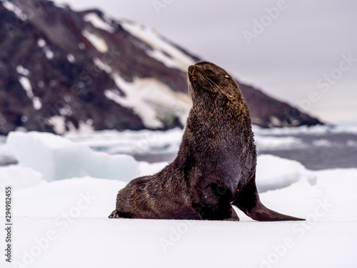 Antarctic fur seal on ice