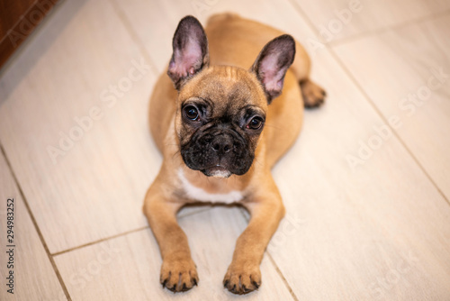 french bulldog in front of white background © марина кадырова