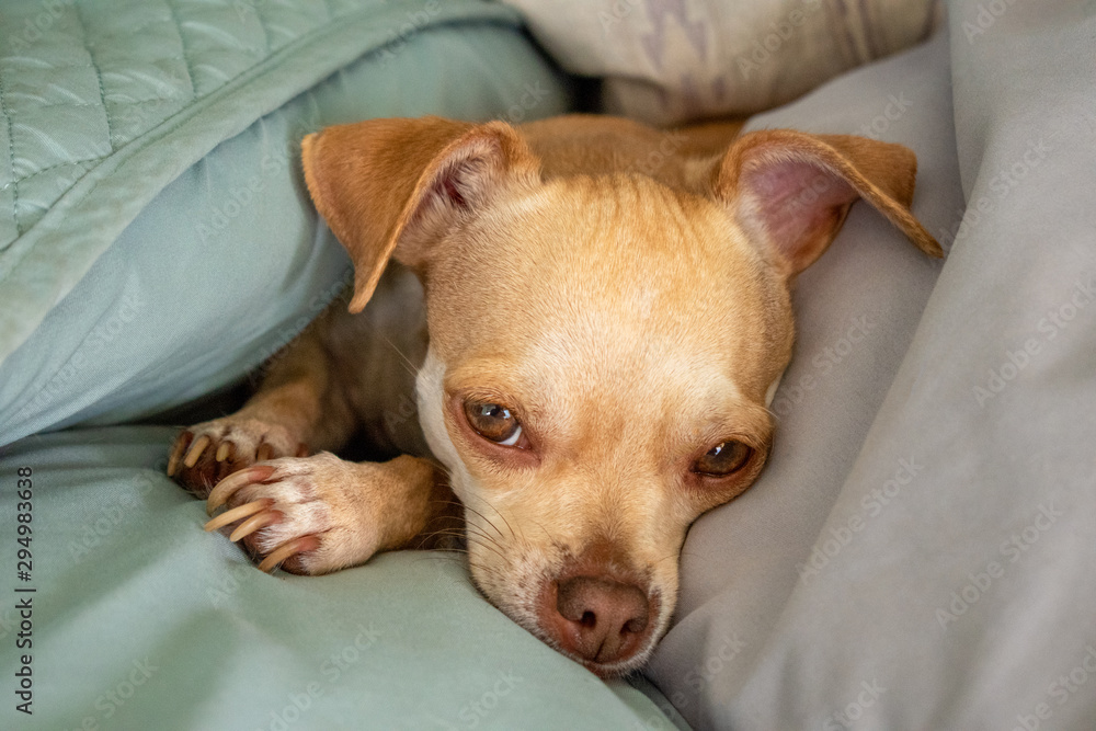 sweet cute beautiful chihuahua dog blur background sweet cute beautiful chihuahua dog blur background