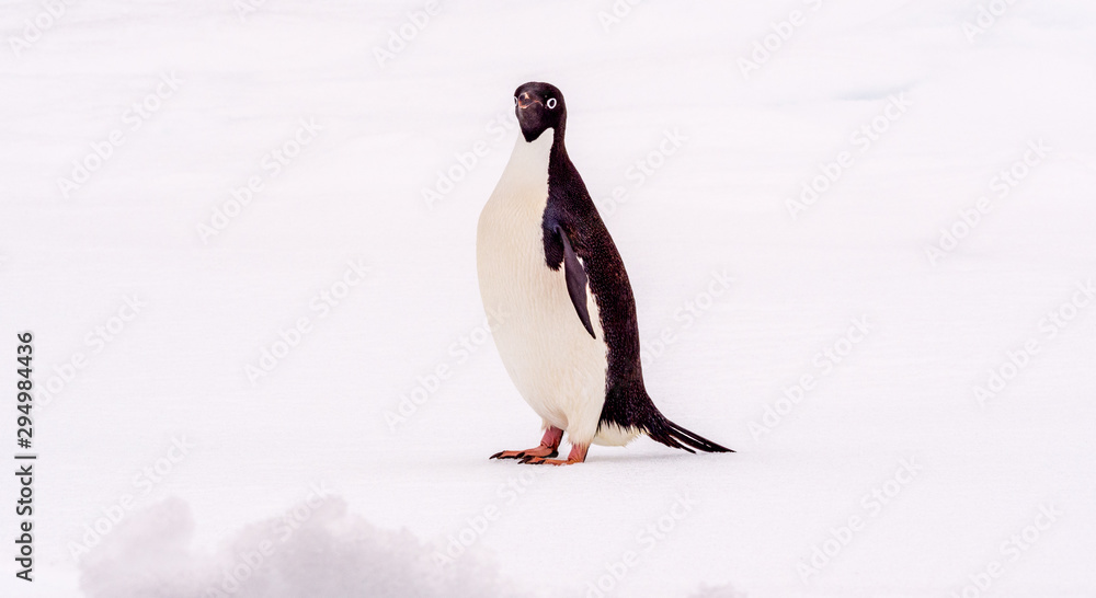 Obraz premium Adelie penguin standing on an ice floe in Antarctica