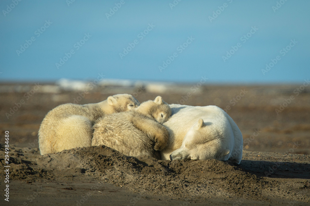 Fototapeta premium Polar Bear Family