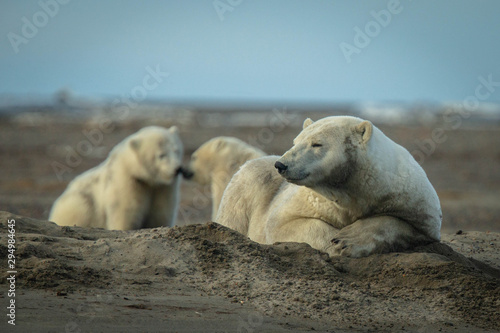 Polar Bear Playtime