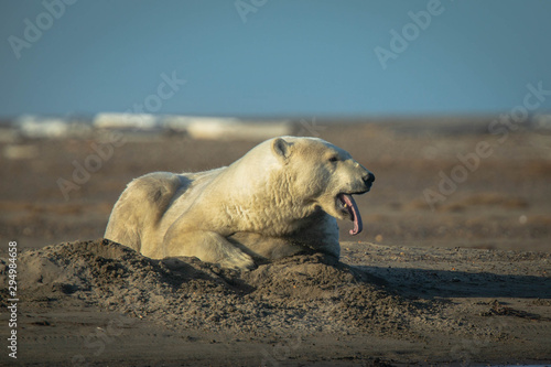 Polar Bear Tongue Out