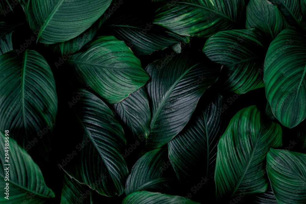 Plakat leaves of Spathiphyllum cannifolium, abstract green texture, nature background, tropical leaf