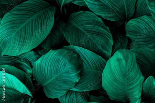 leaves of Spathiphyllum cannifolium  abstract green texture  nature background  tropical leaf