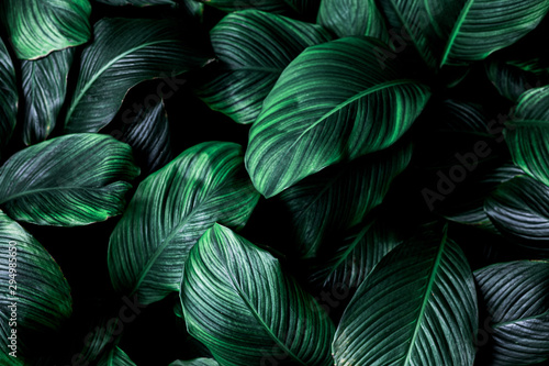 Wallpaper Mural leaves of Spathiphyllum cannifolium, abstract green texture, nature background, tropical leaf Torontodigital.ca