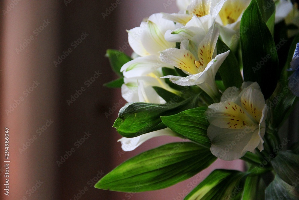 cream flowers of the iris. bouquet of white and yellow iris flowers cream flowers of the iris. bouquet of white and yellow iris flowers