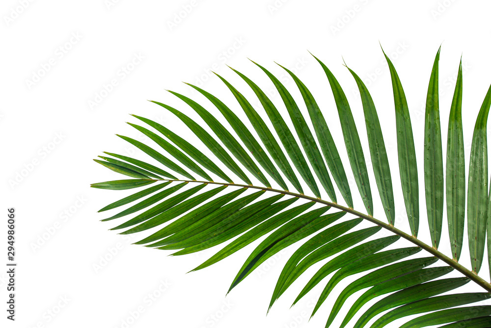 leaves of coconut isolated on white background leaves of coconut isolated on white background