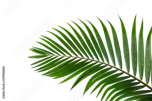 leaves of coconut isolated on white background