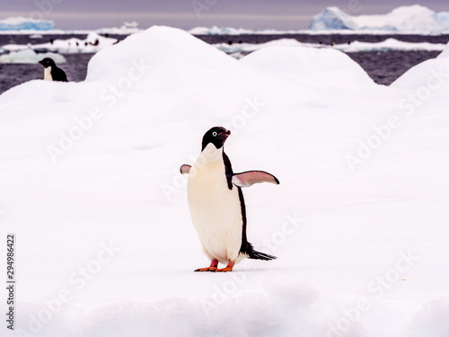 Adelie penguin standing on an ice floe in Antarctica © Katherine Rock