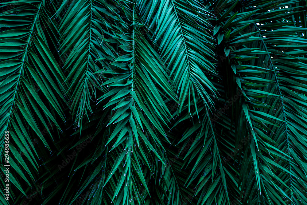 	 closeup tropical green palm leaves nature in the garden and dark tone background concept	 - obrazy, fototapety, plakaty 
